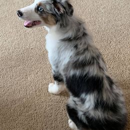 Australian Shepherd, Miniature Australian Shepherd, and Toy Australian Shepherd Puppies from KNJ Aussies