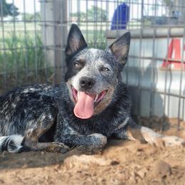 Charlie - Blue speckled male Australian Cattle Dog puppy in Fairview, Oklahoma from Flying D Kennels