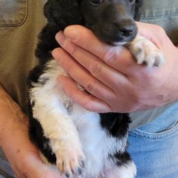 Poodle Puppies from Chapel Hill Poodles