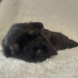 Girl 1 - Black and red female German Shepherd puppy in Pickens, South Carolina from Von Maqqedah Haus German Shepherds