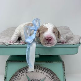 Max - Dark Blue - Cream male Australian Labradoodle puppy in Citrus Heights, California from Elite Blend Labradoodles