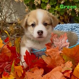 Pembroke Welsh Corgi puppies from Emerald Corgis