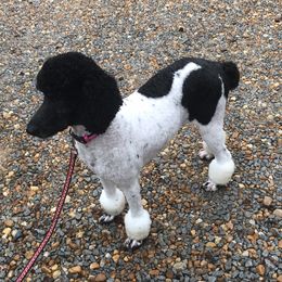 Poodles from Alexander’s Standard Poodles