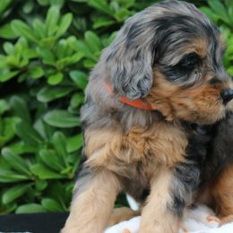Whoodles from Texas Puppy Dreams