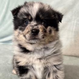 Lestat - Merle male Pomsky puppy in Boonville, Indiana from Elysian Pomskies