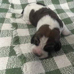Arthur - Mahogany and white male Basset Hound puppy in Daleville, Alabama from Home Grown Basset Hounds of Alabama