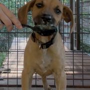 Black Mouth Cur Puppies from Tightline