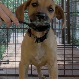 Black Mouth Cur Puppies from Tightline