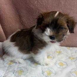 Denali - Red female Havanese puppy in Maryville, Missouri from Dreamworks Havanese