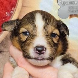 Sycamore Leaf - Sable and white female Shetland Sheepdog puppy in Elberton, Georgia from Ioney's Southern Paws Shelties, Frenchies, and Yorkies