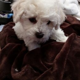 Bichon Frise Puppies from JMs Bichons