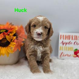 Huck - Apricot male Goldendoodle puppy in Summerville, South Carolina from Channys Doodles