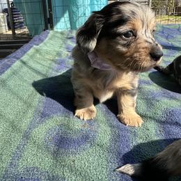 Moe - Dapple female Dachshund puppy in Henrico, Virginia from All About Pets