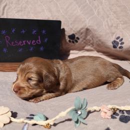 Millie - Chocolate female Dachshund puppy in Prospect, Oregon from Spunky Sausage Pups