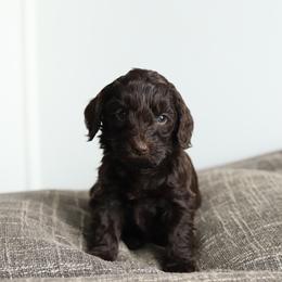 Navy - Chocolate male Australian Labradoodle puppy in Williamstown, New York from Lewis Manor Labradoodles