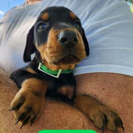 Elvis - Black and rust male Doberman Pinscher puppy in Blanchester, Ohio from Battle Creek Dobermans