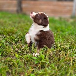Newt - Red tri-color male Australian Shepherd puppy in Fort Myers, Florida from U Cross Australian Shepherds