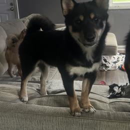 Shiba Inu Puppies from Haste