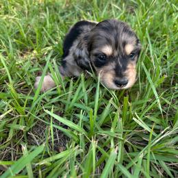 Black collar boy - Dapple male Dachshund puppy in Eustis, Florida from K8’s Dachshunds