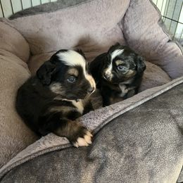 Miniature Australian Shepherd Puppies from CKO Country Road Aussies