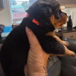 Orange girl - Black and mahogany female Rottweiler puppy in Lebanon, Oregon from SOUTH SANTIAM ROTTWEILERS
