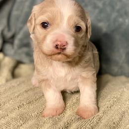 Girl 1 - Cream female Havapoo puppy in Tropic, Utah from Lady Paws-Kara