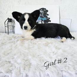 Girl 2 - Black and white female Cardigan Welsh Corgi puppy in Natchitoches. La, Louisiana from Bleu Bayou Corgis