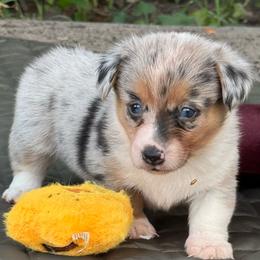 Maggie - Blue merle and white female American Corgi puppy in Nortonville, Kansas from Low Riders Corgis & Mini Aussies