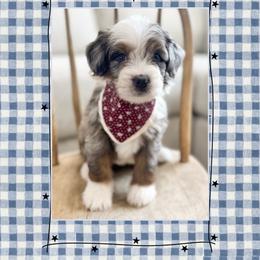 Star - Blue merle female Bernedoodle puppy in Central, Arizona from Cotton Lane Puppies