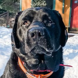 Boomer - Labrador Retriever