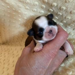 Hazel - Chocolate female Shih Tzu puppy in Success, Missouri from Sweet Success