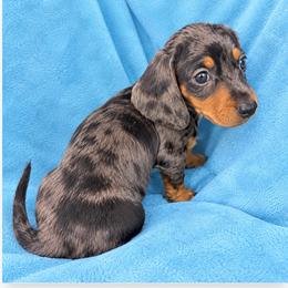 Sheldon-AKC - Dapple male Dachshund puppy in Whitehouse, Texas from Daschund Pups