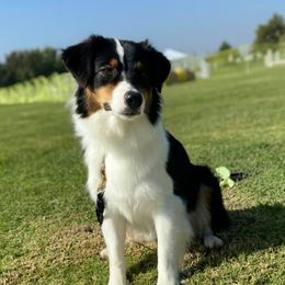 Australian Shepherds from Vista Del Sol Australian Shepherds