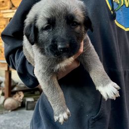 Enid - Fawn female Anatolian Shepherd Dog puppy in Williamsburg, Kentucky from Three Little Birds Farm