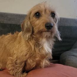 Evee - Wheaten female Dachshund puppy in Pleasant Plains, Arkansas from JGBs Dachshunds