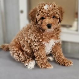 Theo - Red  male Poodle puppy in Salem, Missouri from Meadowbrook Poodles