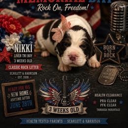 Nikki Sixx - Liver white and tan female English Springer Spaniel puppy in Cookeville, Tennessee from Krossroads Kennel