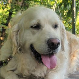 Linda - Golden Retriever