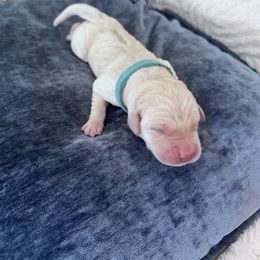 Girl 6 - female Labrador Retriever puppy in Temecula, California from Oak Valley Labradors