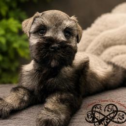 Cayman AKC - Salt and pepper male Miniature Schnauzer puppy in Pelzer, South Carolina from Schnauzer Heaven Von Longbach