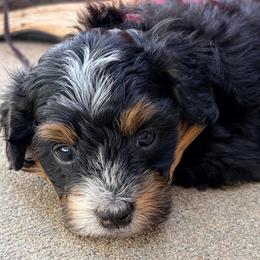Bonnie - Tri-color female Bernedoodle puppy in Lincoln, Nebraska from GRand Doodles
