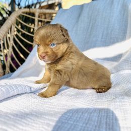 Cider - Red tri female Miniature Australian Shepherd puppy in Marysville, Indiana from New Market Aussies