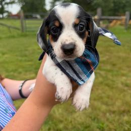 Ty(AKC)1400 - Piebald male Dachshund puppy in Mansfield, Missouri from Owens Farm