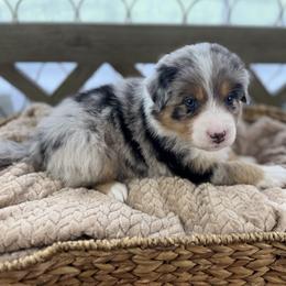 Boy 3: Cashew - Blue merle male Australian Shepherd puppy in Volant, Pennsylvania from Addie's Aussies
