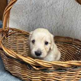 Evie - Cream female Dachshund puppy in Myrtle, Mississippi from Mel’s Pups