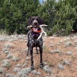 German Shorthaired Pointers from Kuhl Palmer Kennels