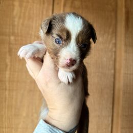 Cranberry - Red merle female Miniature Australian Shepherd puppy in Buchanan, Georgia from Stanleyville Farm Mini Aussies