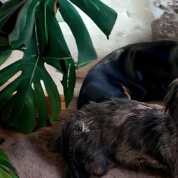 Dachshunds from Hangin’ H Kennels, LLC
