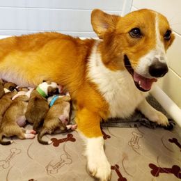 Pembroke Welsh Corgi Puppies from Milton Corgis