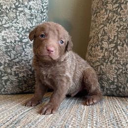 Tanner - Light brown male Chesapeake Bay Retriever puppy in Ulen, Minnesota from North Wind Gundogs